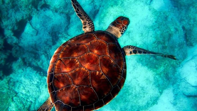 faune-sauvage-tortue-mer.jpeg